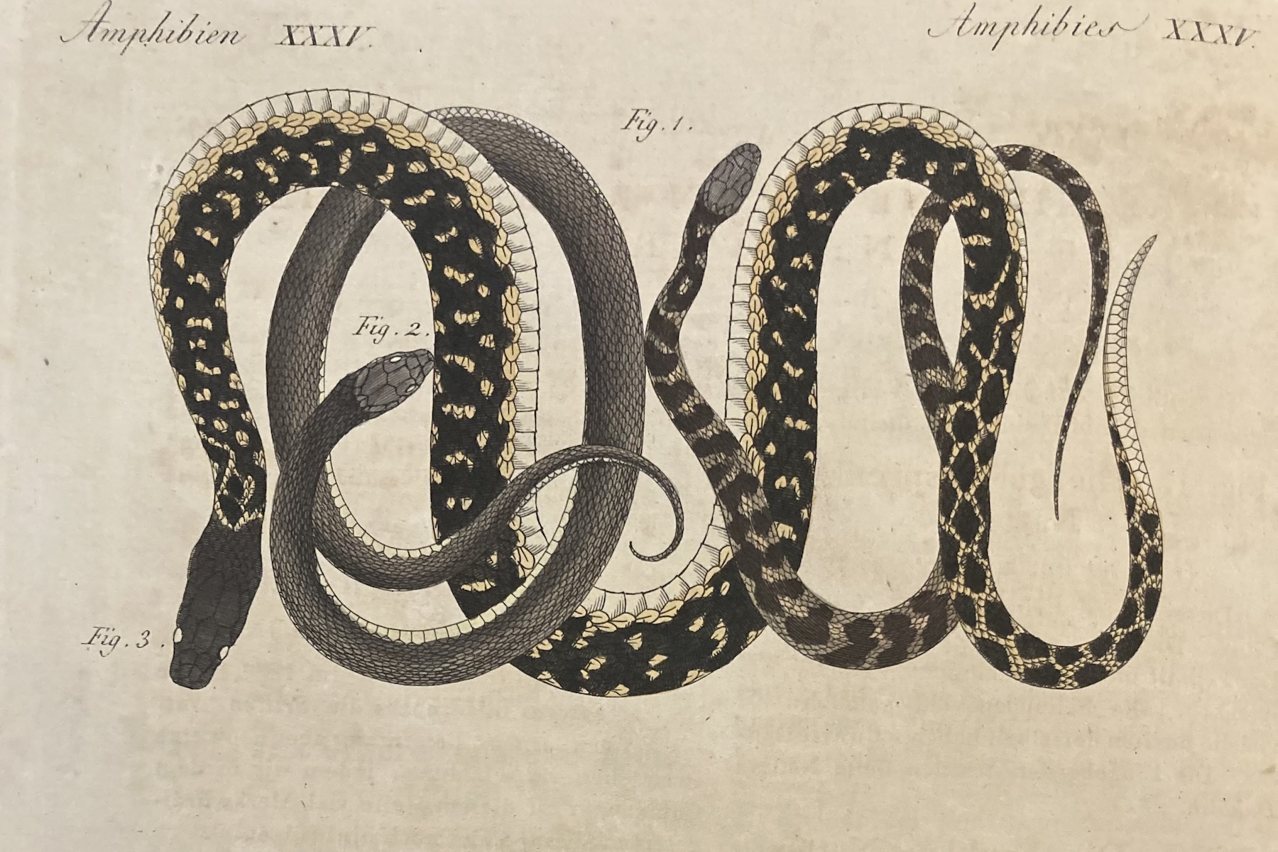 Snake Writting The Writing on the Wall - Athenaeum Review
